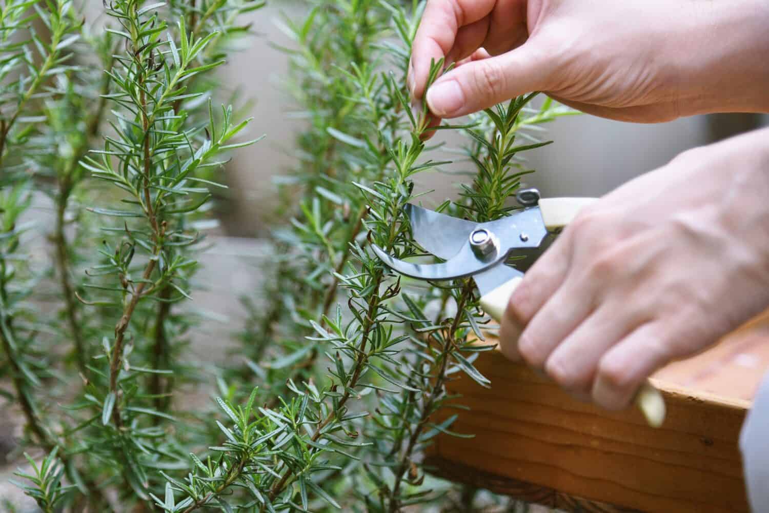 Donna che taglia rami di erbe di rosmarino con le forbici, raccolta a mano spezie aromatiche dall'orto domestico.