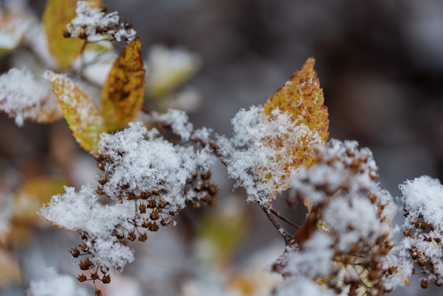 La prima neve sulle piante del giardino.  Tempo autunnale.  Fiocchi di neve sulle foglie delle piante verdi.  Il cambio delle stagioni e il raffreddamento nel caldo.