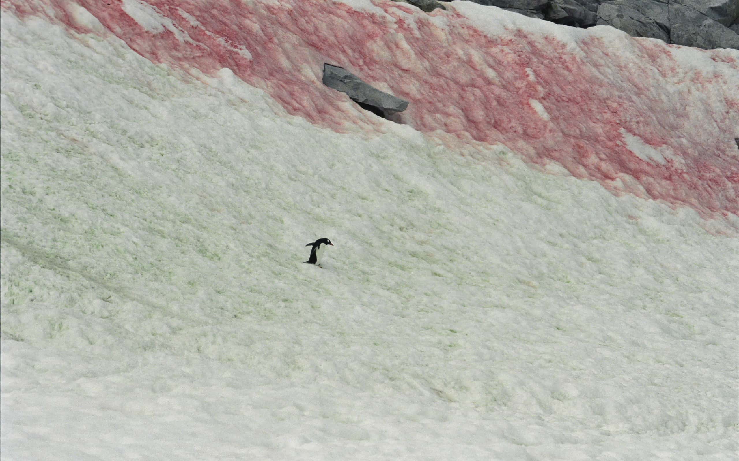 La neve dell'anguria è causata da un'alga