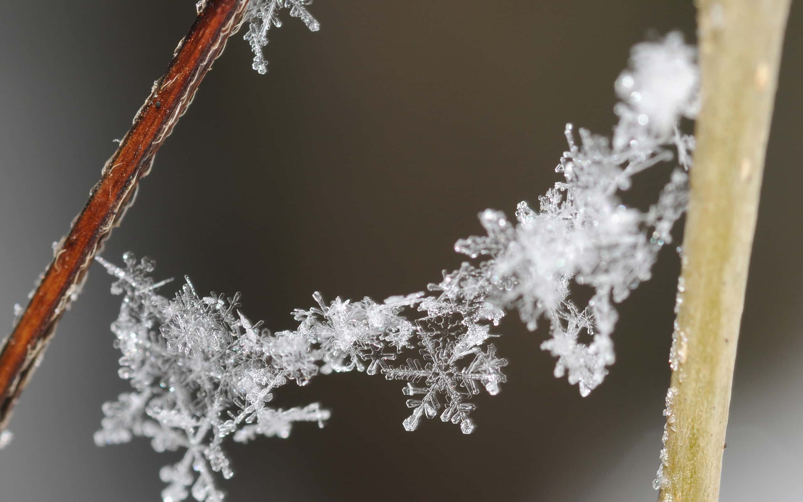 Uno dei 18 fatti sorprendenti sui fiocchi di neve: diversi fattori conferiscono loro le loro forme uniche.