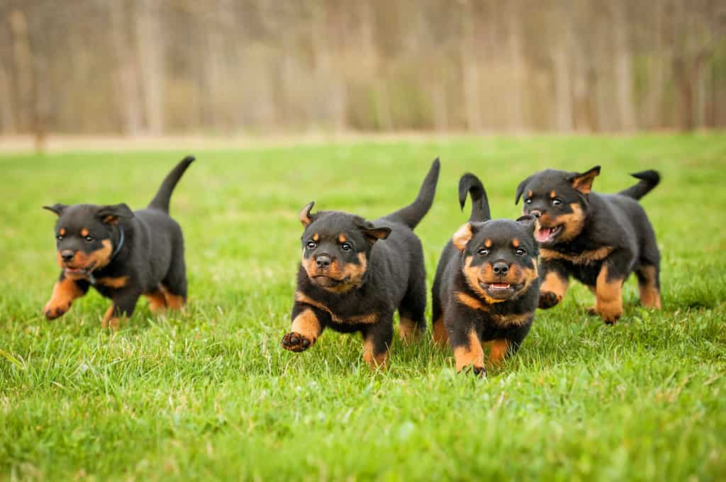 Quattro cuccioli di rottweiler che corrono