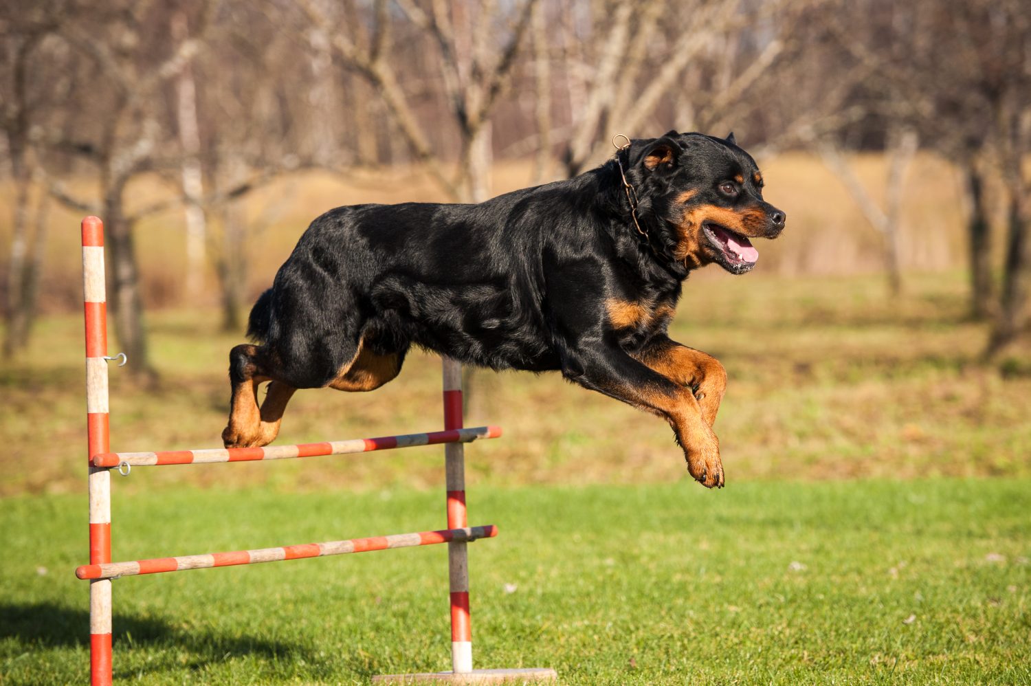 Cane Rottweiler che salta sopra l'ostacolo