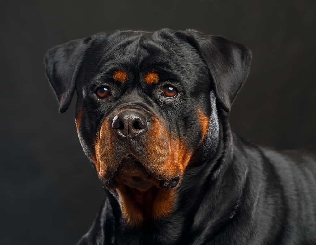 Cane Rottweiler isolato su sfondo nero in studio