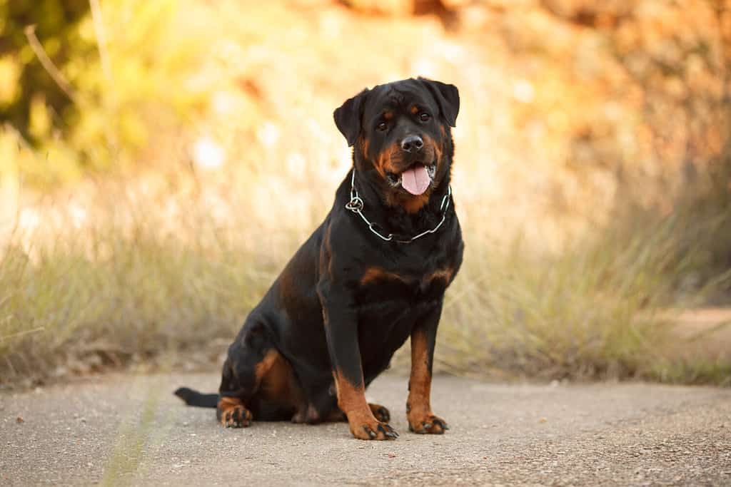 bellissimo cane di razza Rottweiler per una passeggiata autunnale