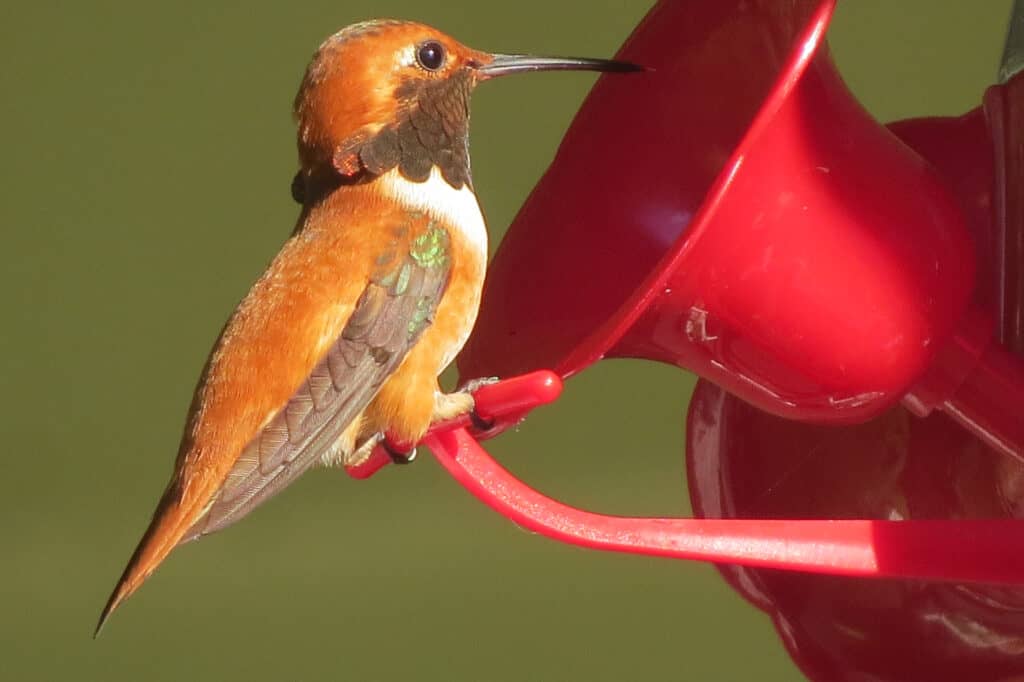 Colibrì Rufous, seduto su un alimentatore da giardino