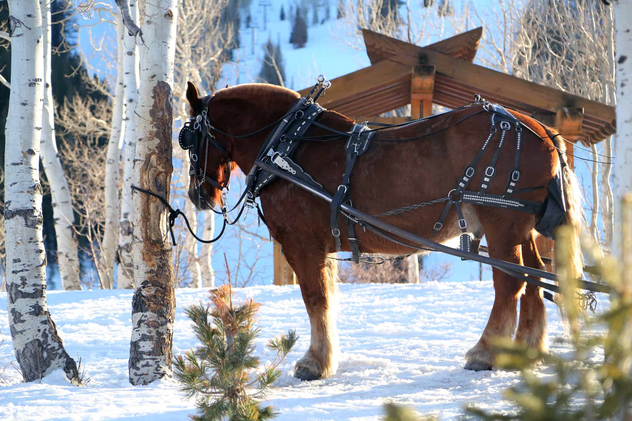 Cavallo di montagna