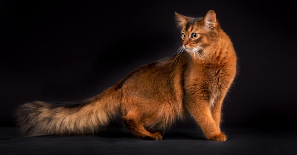 Gatto somalo arancione di razza fotografato all'interno in studio su sfondo nero.