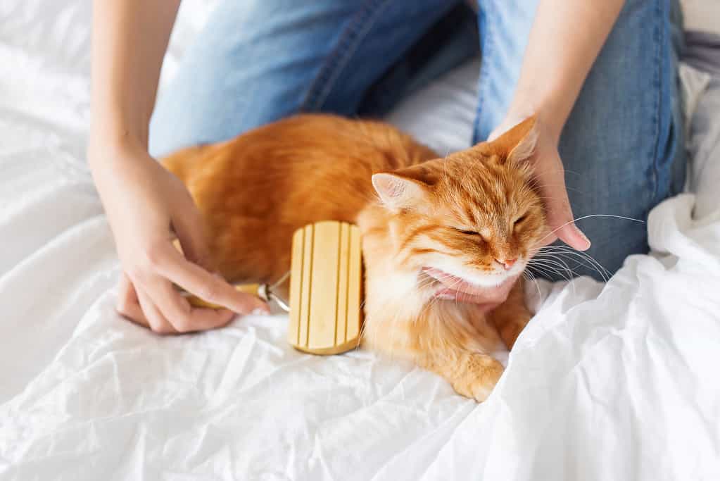 La donna pettina la pelliccia di un gatto che sonnecchia.