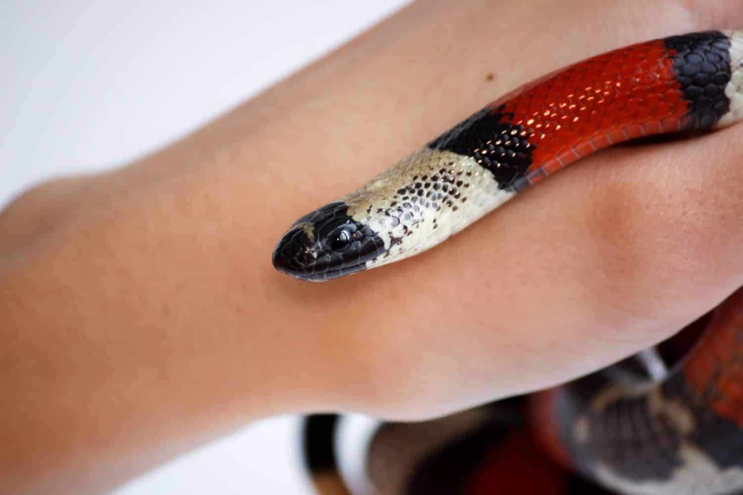 mano di una ragazza e del serpente reale Young Scarlet Lampropeltis elapsoides.  Serpente non velenoso con tricolore, che caratterizza il mimetismo.  su uno sfondo bianco