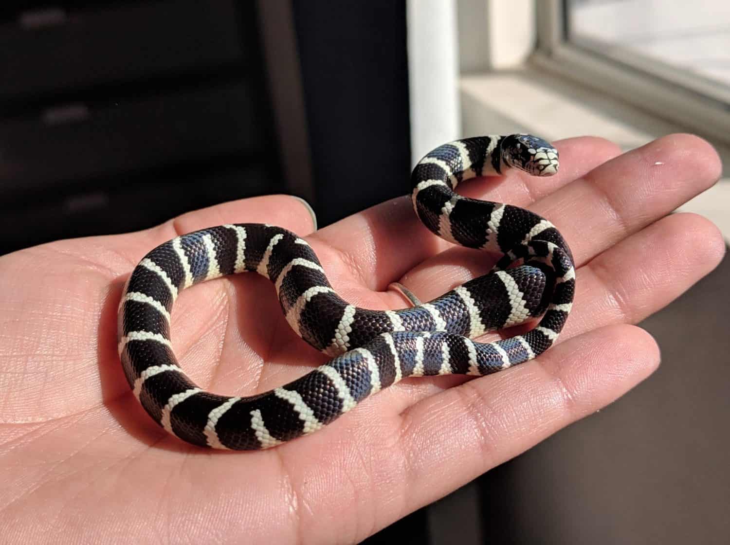 Un re-serpente fasciato della California Baby viene trattenuto