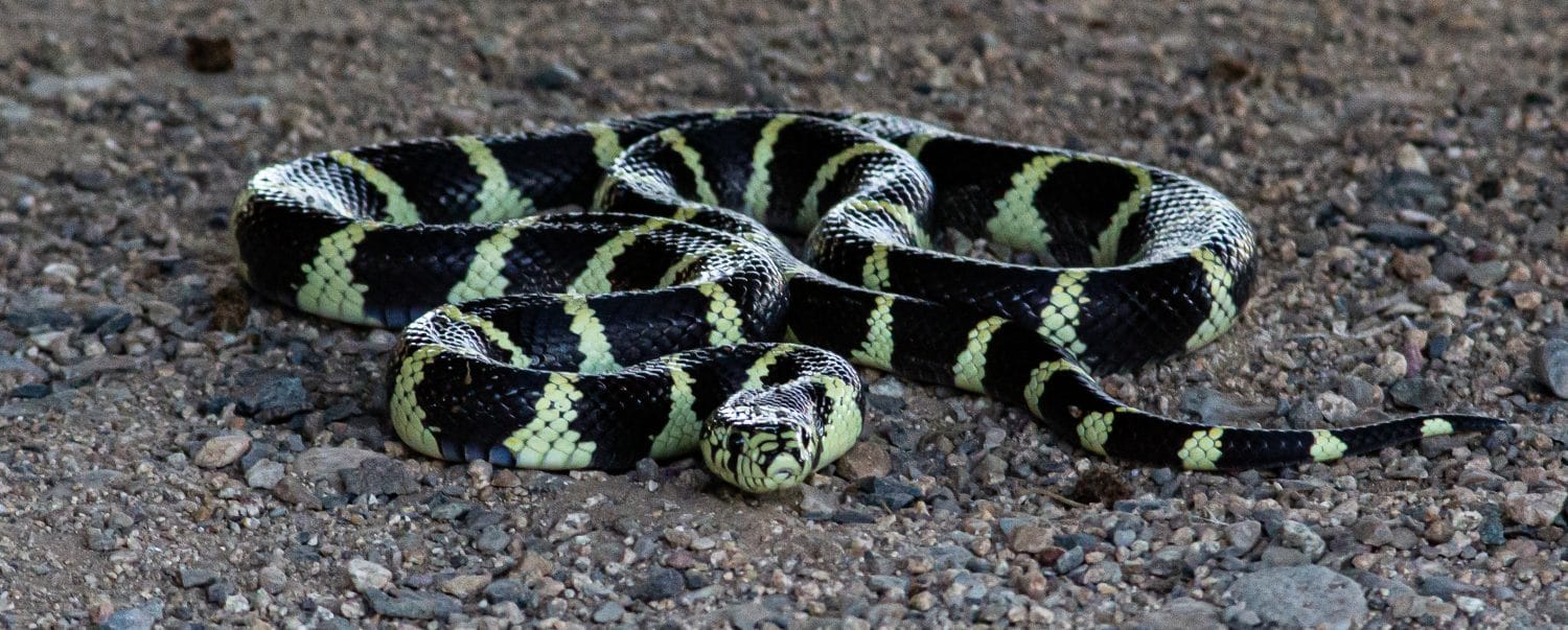 Il serpente reale comune in Arizona si è arrotolato e ti guarda