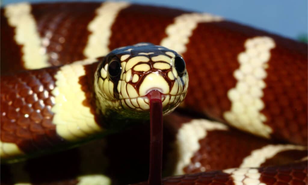 Un serpente reale della California in posizione difensiva è pronto ad attaccare