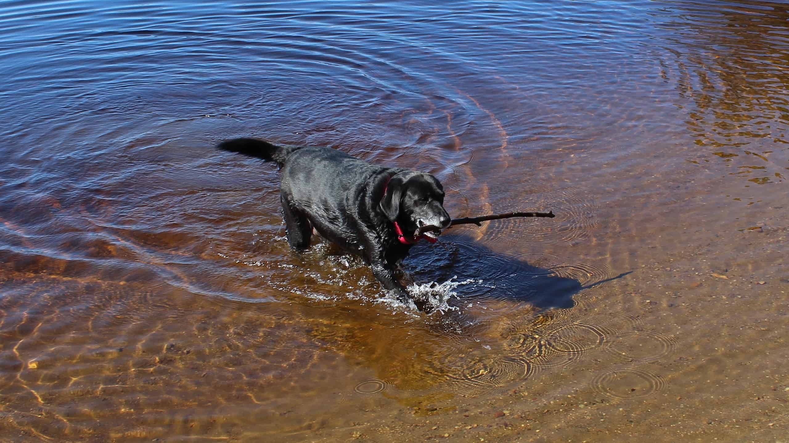Labrador Retriever canadese o cane da acqua di San Giovanni