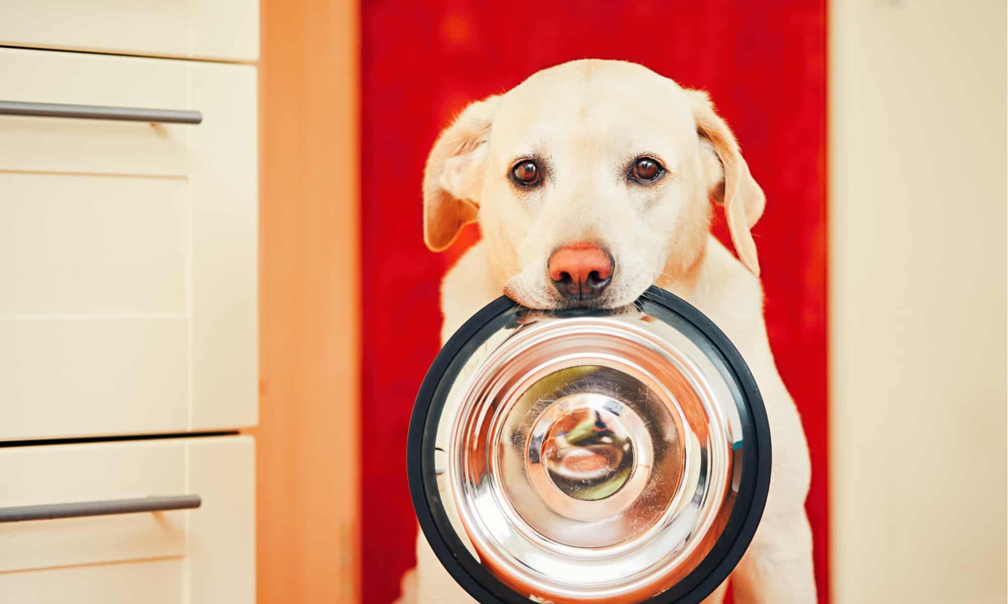 miglior cibo per cani per stomaco sensibile