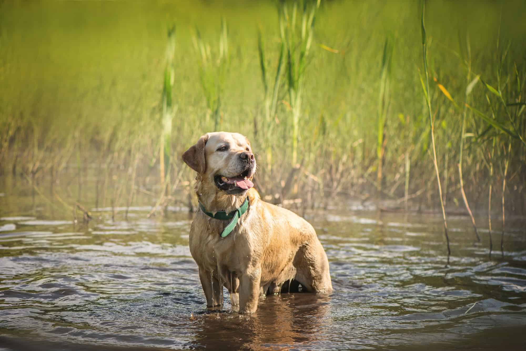 Labrador Retriever, Animale, Parte del corpo animale, Pelo di animale, Testa di animale