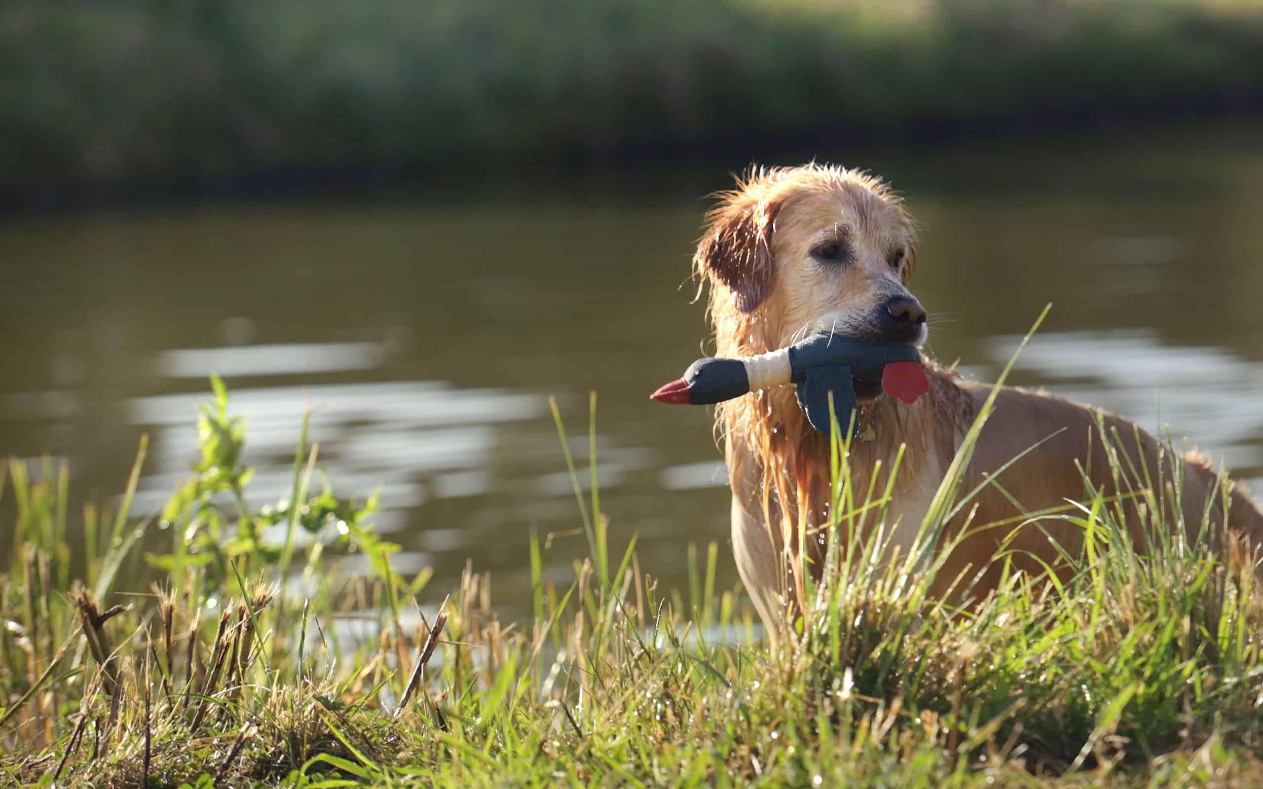 Cane Golden Retriever che nuota nel fiume