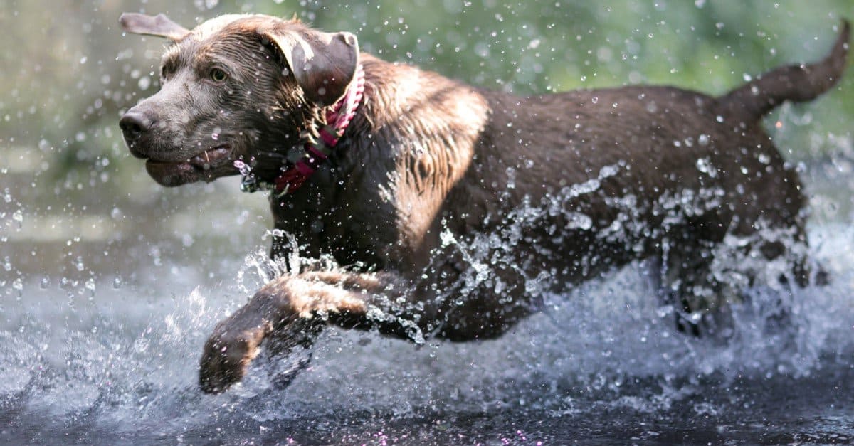 Labrador d'argento che corre in acqua