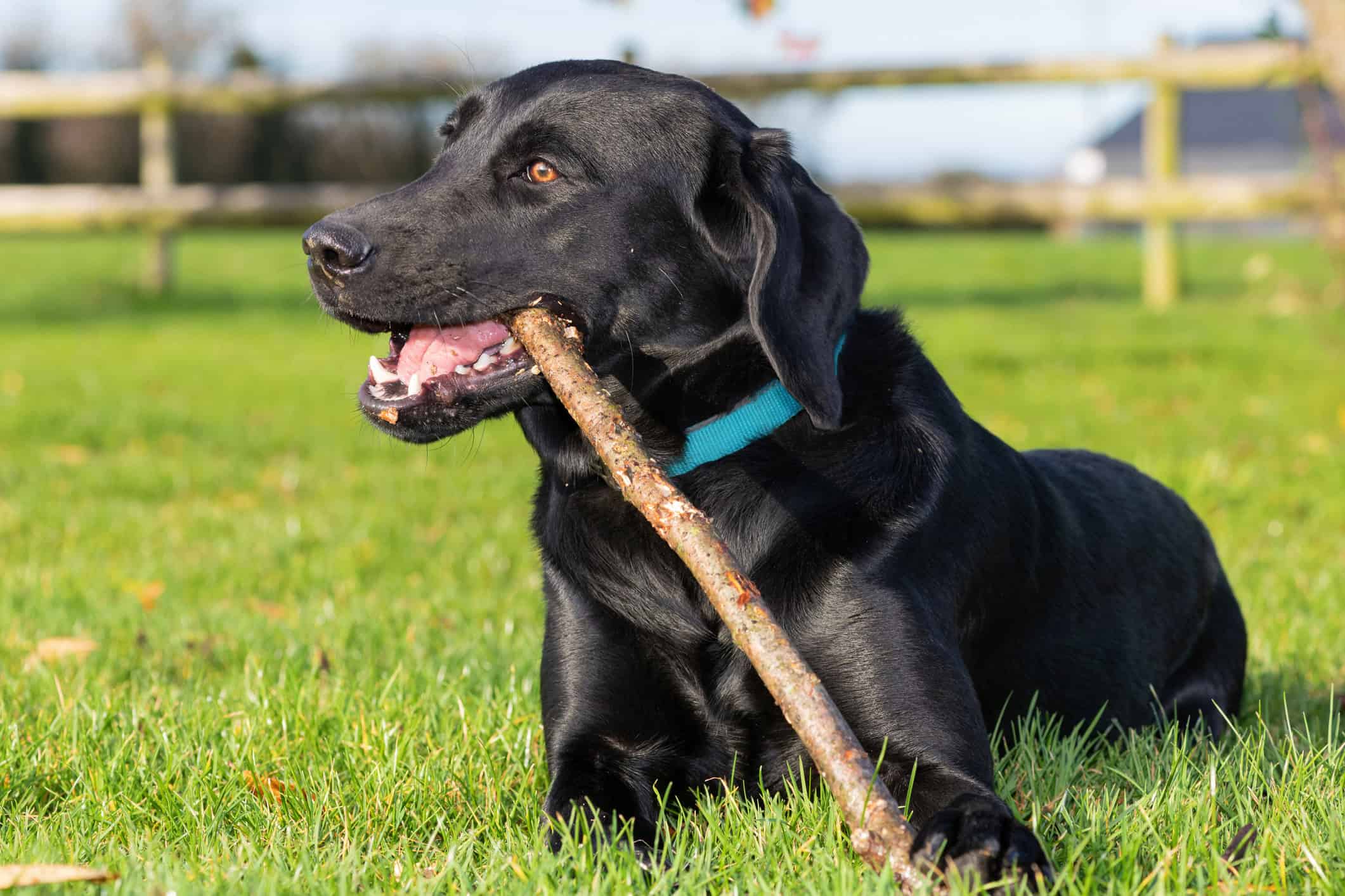 Animale, Bellezza naturale, Labrador nero, Canide, Immagine a colori, *Bassador.  Ritratto di un simpatico Labrador nero che gioca con un bastone in giardino