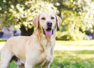 Cane labrador sorridente nel ritratto del parco cittadino.  Sorridere e alzare lo sguardo, distogliere lo sguardo