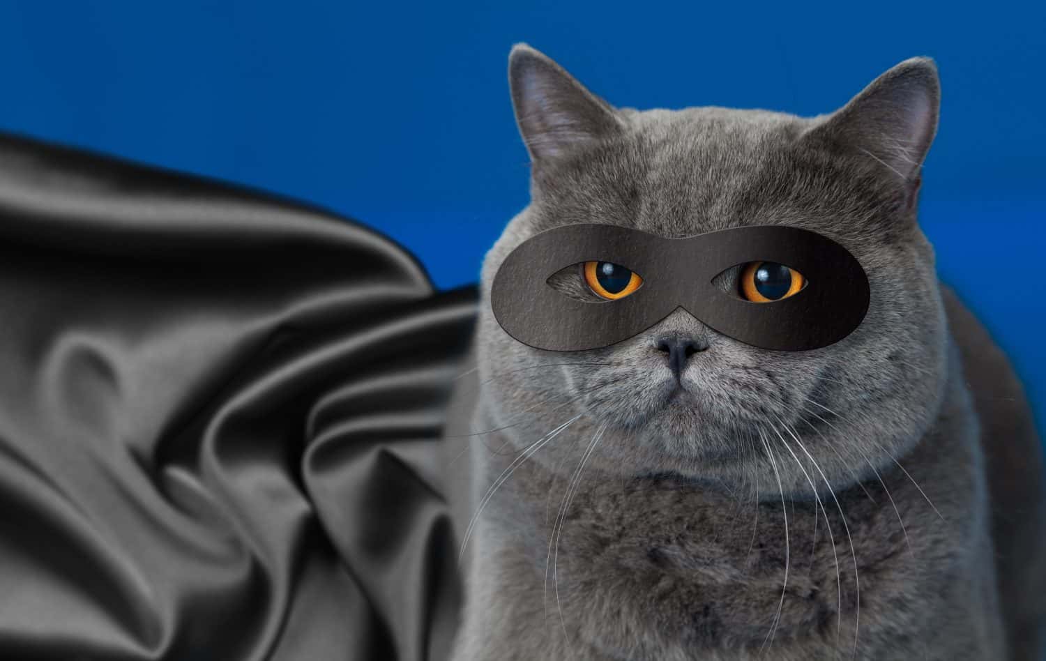 Gatto grasso con la maschera da supereroe