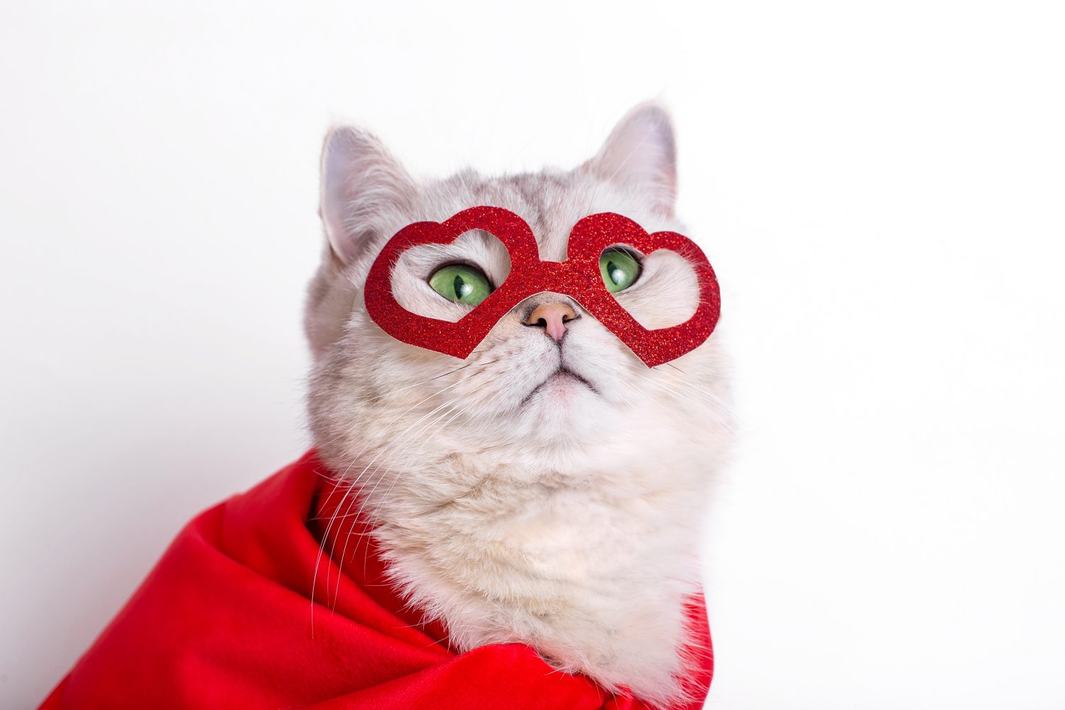 un simpatico gatto bianco con una maschera rossa a forma di cuori e un mantello rosso.