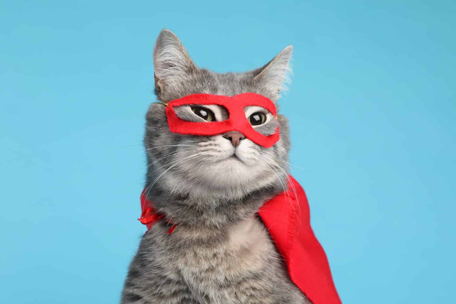 Adorabile gatto con mantello da supereroe rosso e maschera su sfondo azzurro