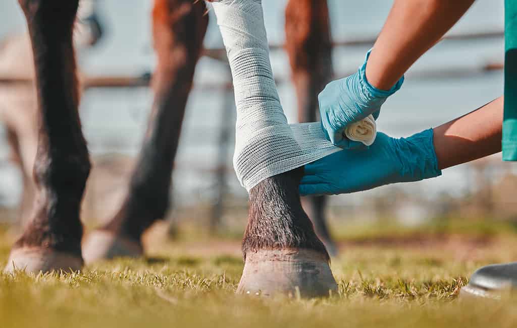 Cavallo, donna veterinaria e fasciatura sulle gambe all'aperto per lesioni, ferite o distorsioni in campagna.  Mani di un medico, di un infermiere o di un veterinario con un animale per aiuto, guarigione e cure mediche in un ranch