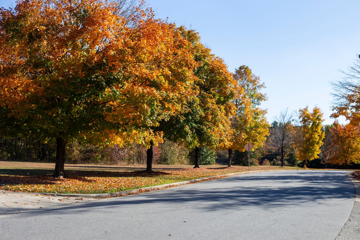 Bellissimi alberi autunnali all'aperto situati in Broad Street a Kernersville North Carolina MyRealHoliday