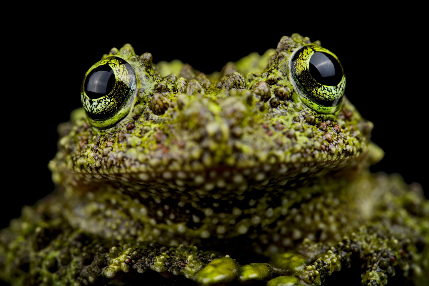 Rana muschiosa vietnamita (Theloderma corticale)