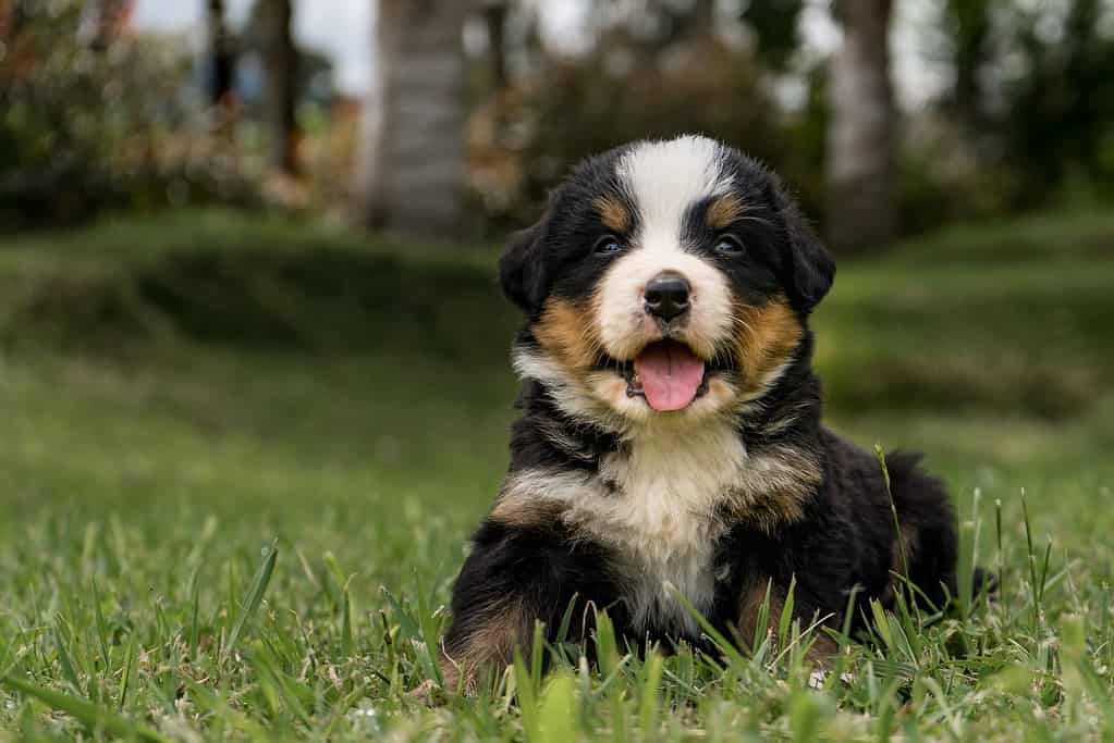 Cuccioli di Bovaro del Bernese