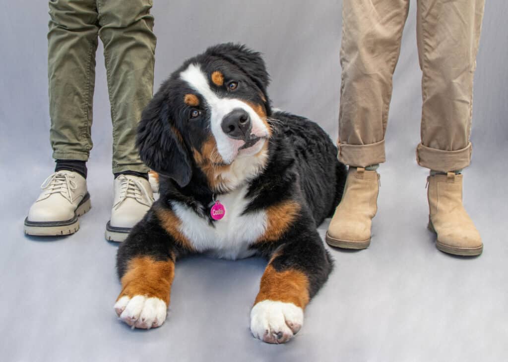 Cuccioli di Bovaro del Bernese