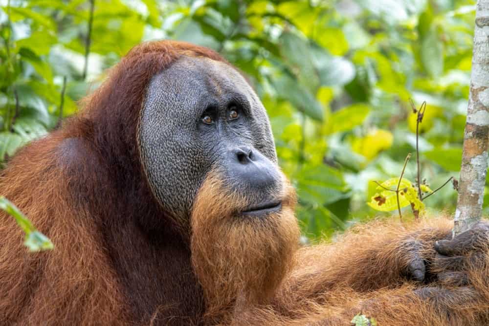 Il ritratto ravvicinato di un orango di Tapanuli che tiene in mano un bastone nel verde