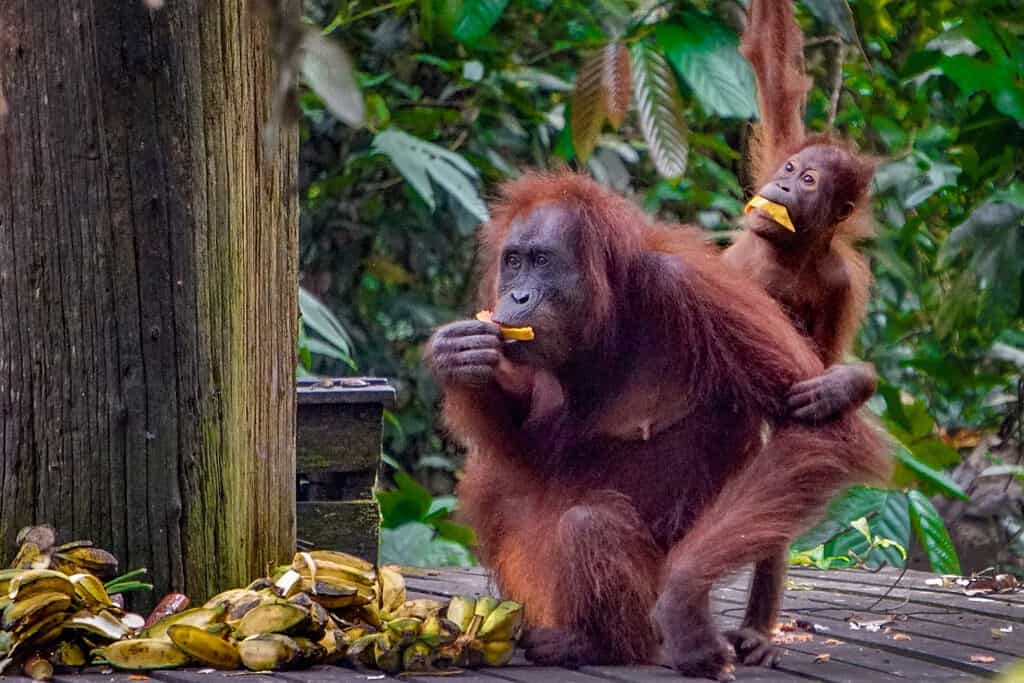 Una madre e un bambino orangutan mangiano frutta al momento del pasto presso il Centro di riabilitazione dell'orangutan di Sepilok vicino a Sandakan, nel Sabah orientale, nel Borneo malese