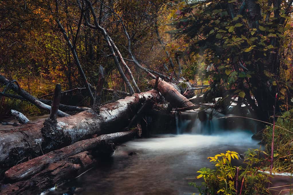 Piccolo fiume Colorado a Greer, Arizona.  La foto è stata scattata all'ora d'oro del mattino