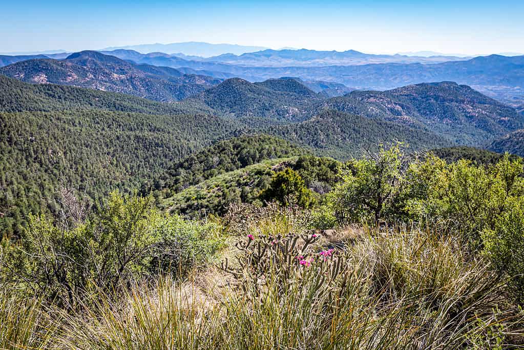 Il Coronado Trail Scenic Byway collega Springerville e Clifton, in Arizona, nella foresta nazionale Apache-Sitgreaves, offrendo viste spettacolari con altezze che raggiungono oltre 9.000 piedi.