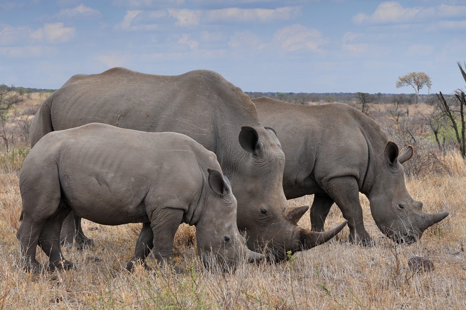 rinoceronte femmina con 2 vitelli nel Kruger NP, Sud Africa