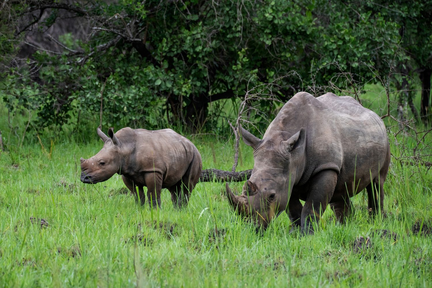 Ceratotherium simum cottoni.  solo due femmine di rinoceronte bianco settentrionale, Najin e Fatu, sono rimaste nella riserva di Ol Pejeta in Kenya.  L’ultimo maschio, il Sudan, è morto nel 2018.