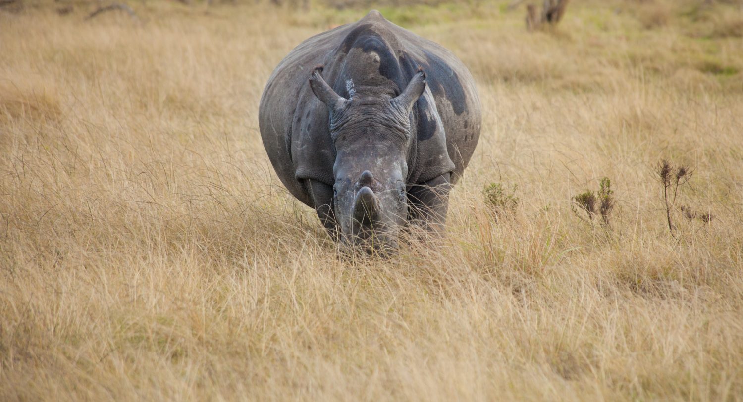 Il rinoceronte bianco incinta osserva dall'erba alta