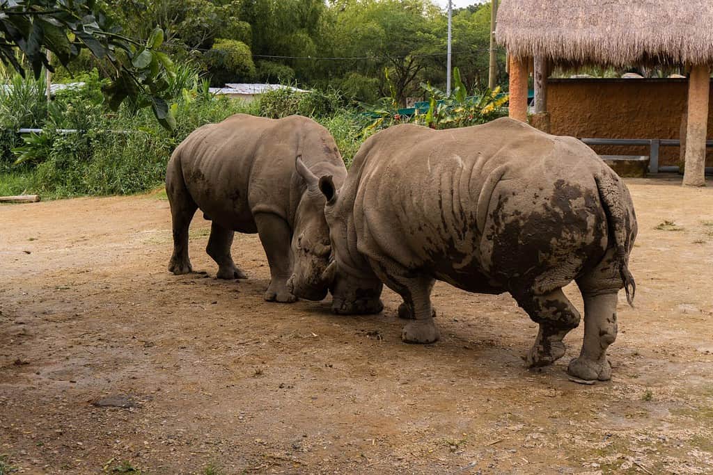 Una coppia di rinoceronti combatte, maschio e femmina, faccia a faccia, corno contro corno