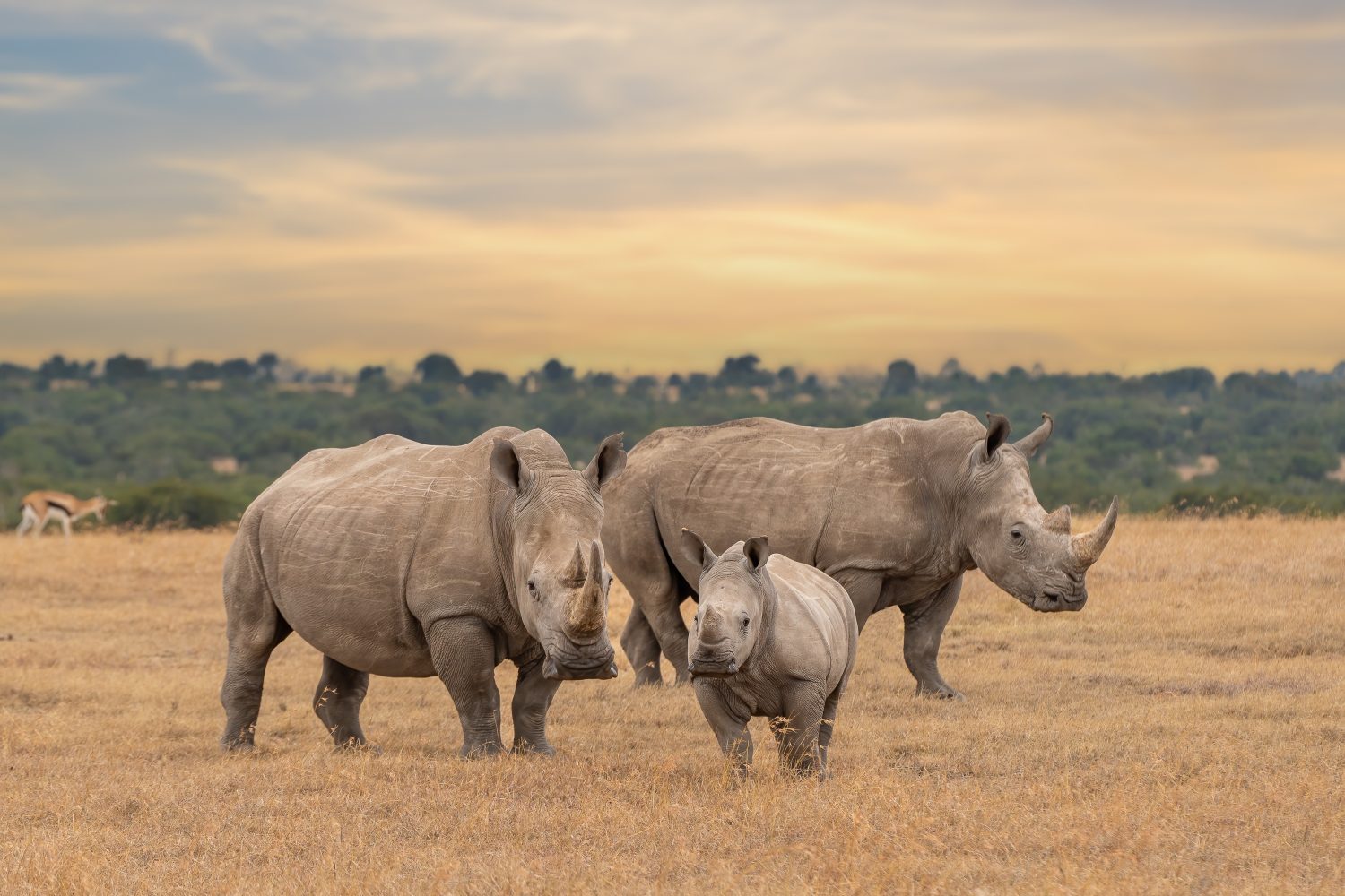 Famiglia di rinoceronti bianchi durante il tramonto, rinoceronte a labbro quadrato, Ceratotherium simum, Ol Pejeta Conservancy, Kenya, Africa orientale