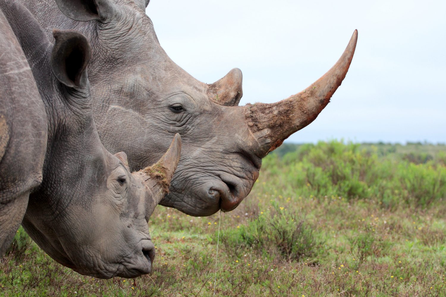 Un primo piano di una femmina di rinoceronte/rinoceronte e del suo vitello.  Mostrando il suo bellissimo corno.  Proteggere il suo vitello.  Sud Africa