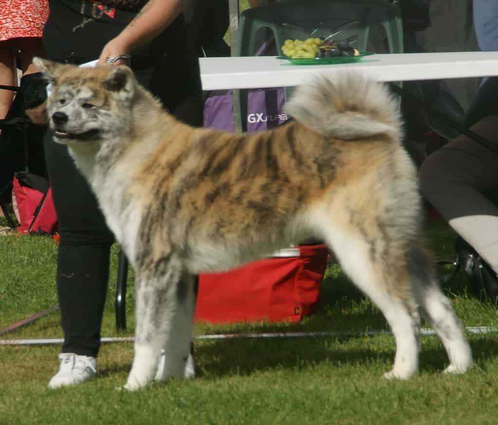 Akita giapponese rosso tigrato