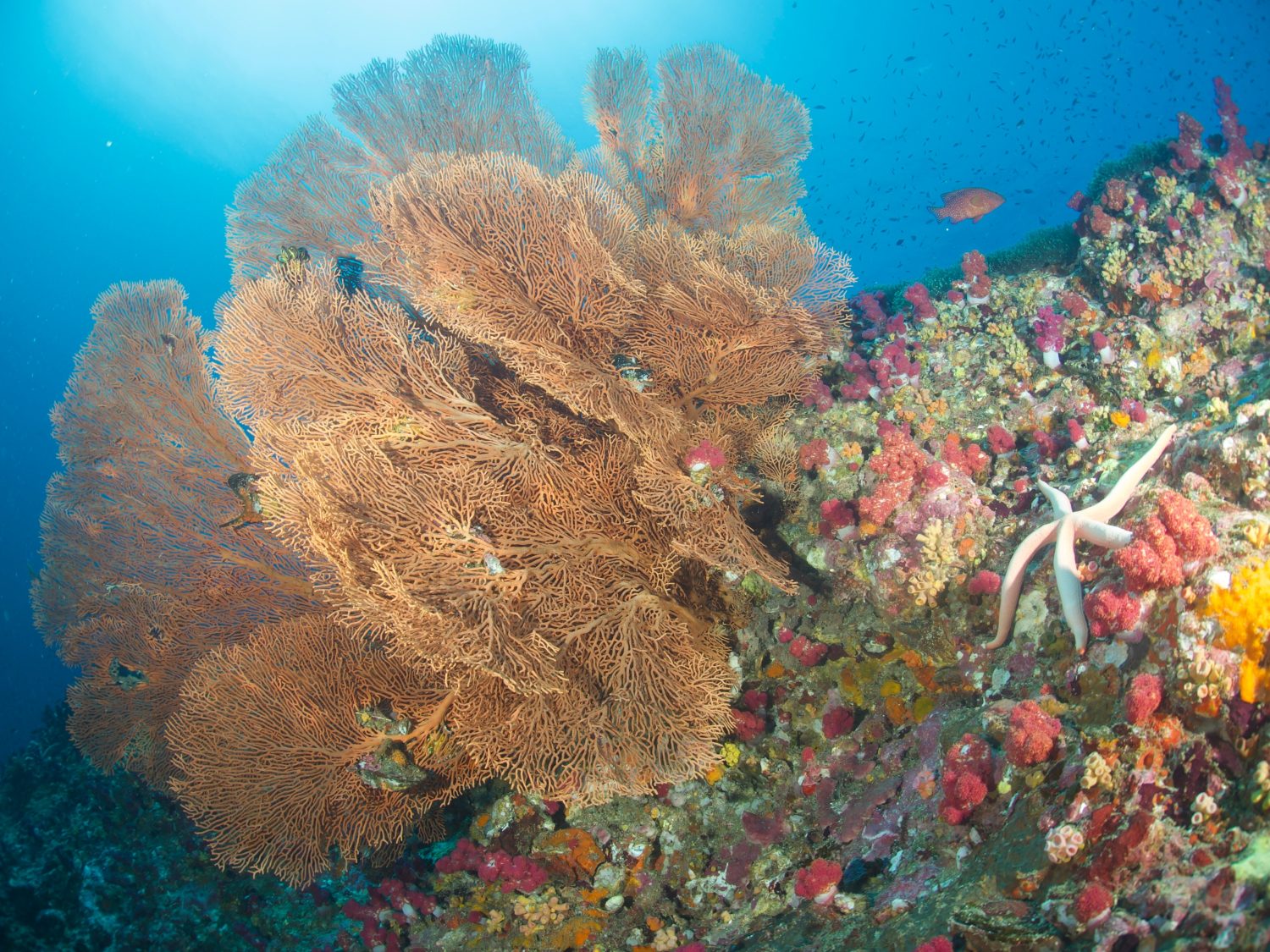 Coralli molli della gorgonia gigante sott'acqua.  La vita della barriera corallina sotto l'oceano indo-pacifico tropicale.    