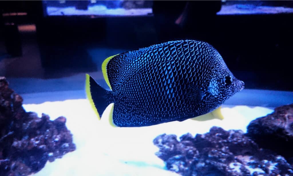 Pesce farfalla in ferro battuto (Chaetodon daedalma) nel serbatoio espositivo Tokyo, Giappone.  Il motivo per cui questa specie di pesce farfalla ha il suo nome è il colore nero metallizzato del suo corpo.