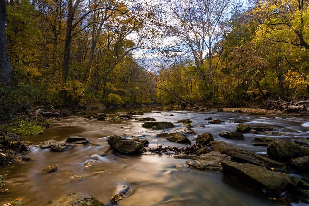 Una vista panoramica di un fiume che scorre nella foresta nel White Clay Creek State Park, Newark, Delaware