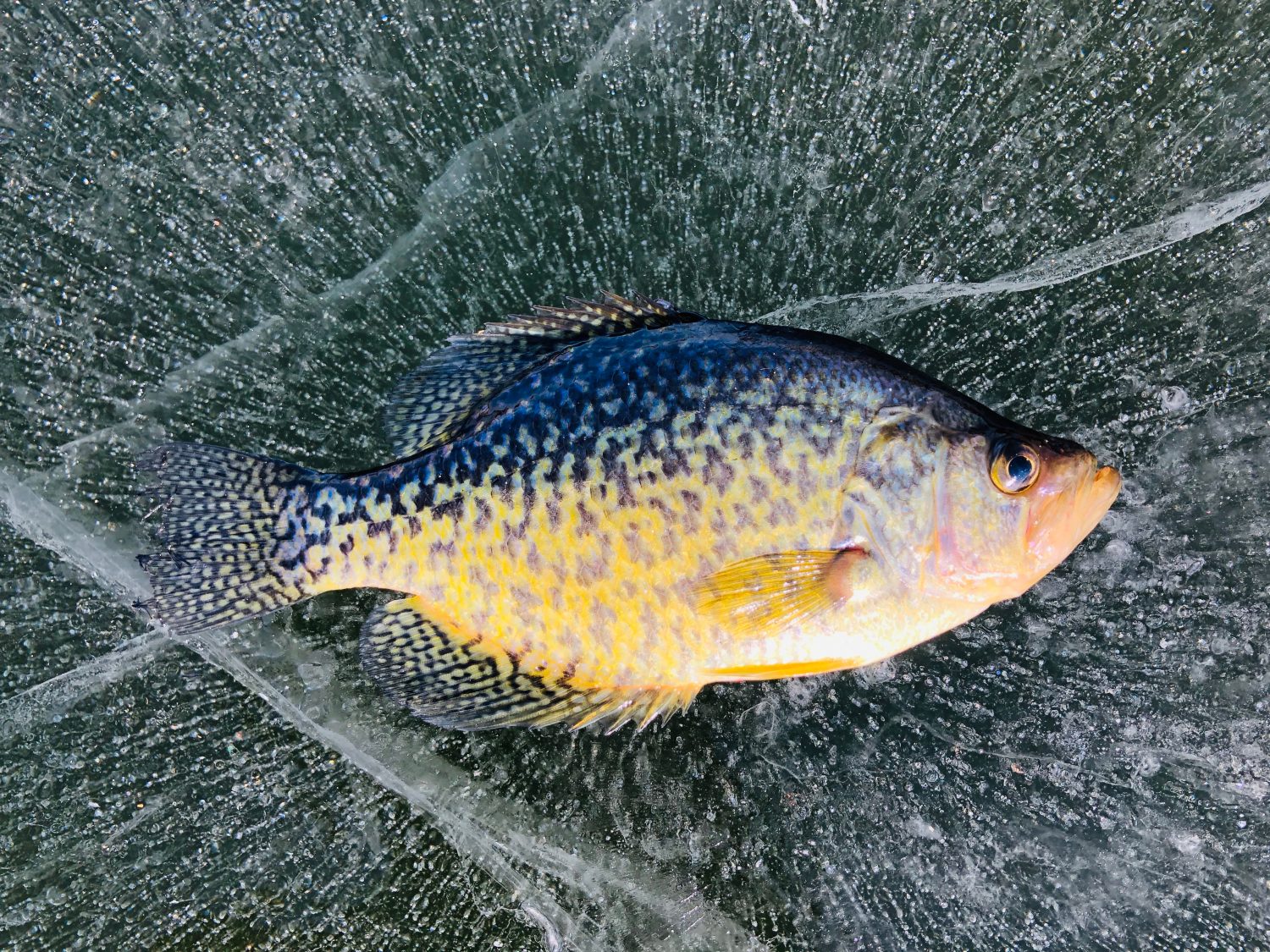 Pesca sul ghiaccio Crappie nel lago Hopatcong NJ