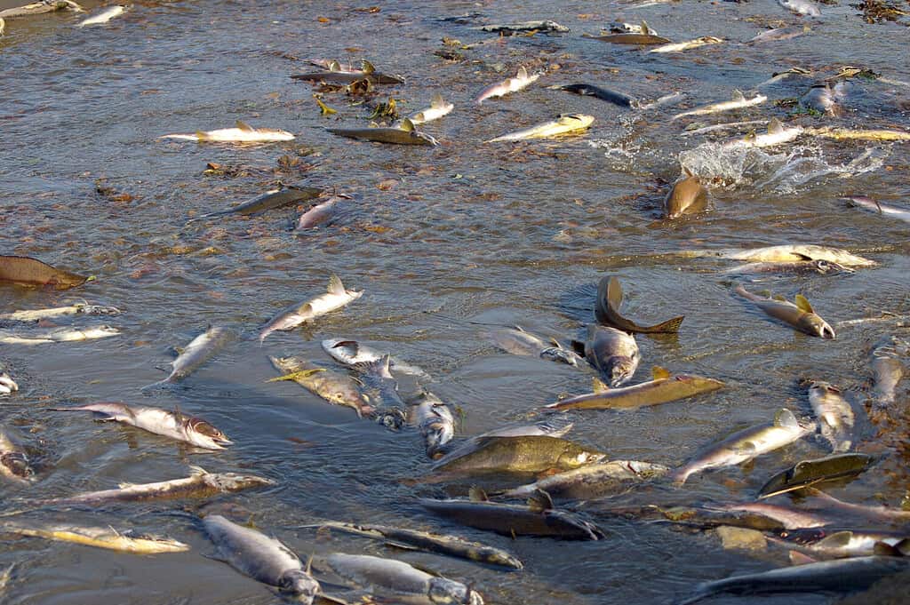 I corpi in decomposizione del salmone zombi forniscono agli ecosistemi di acqua dolce i nutrienti necessari.