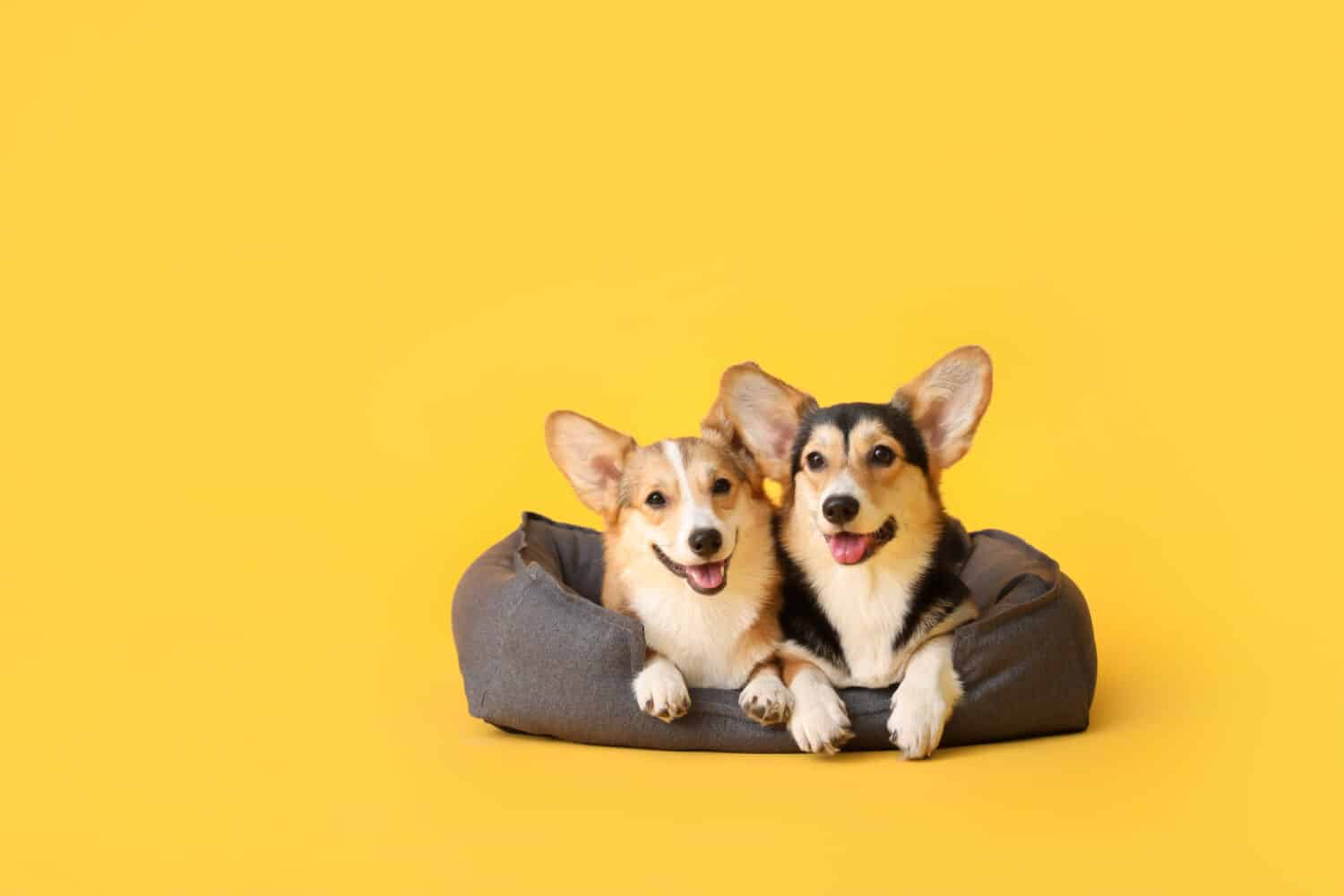 Simpatici cani corgi con cuccia su sfondo colorato