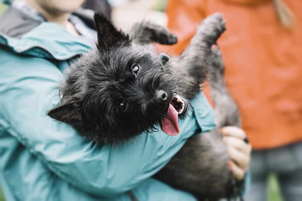 Durata della vita del Cairn Terrier