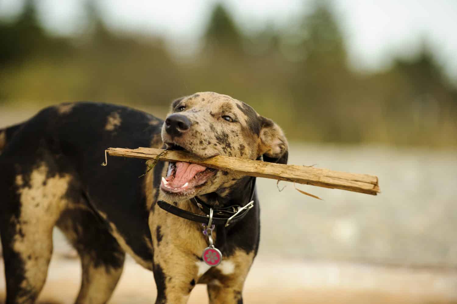 Catahoula Leopard Cucciolo di cane che gioca con il bastone in spiaggia